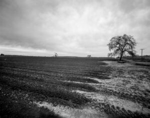 Muddy Rows, Colusa, Sacramento Valley, CA 2009