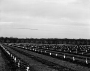 New Orchard, Stockton, CA 2009