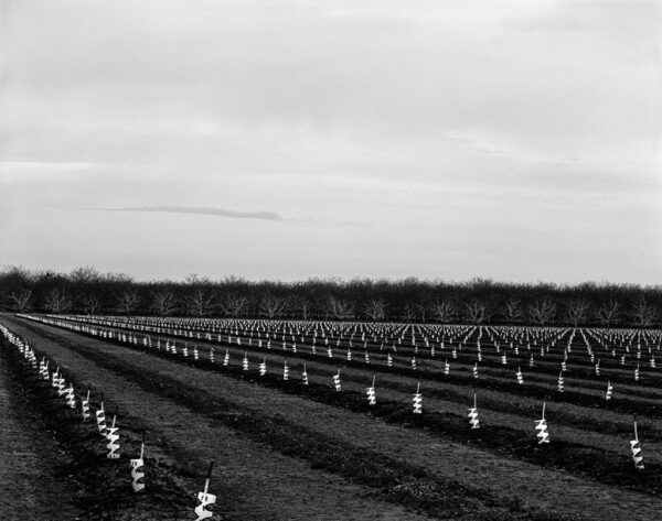New Orchard, Stockton, CA 2009