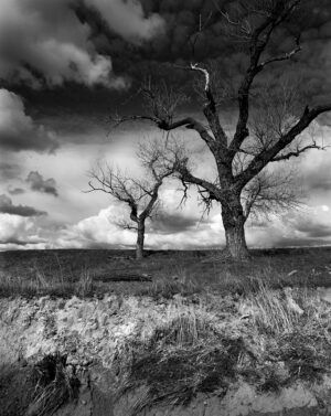 Winter Trees, Roseville Area, CA late 1979