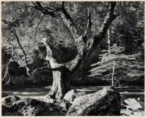 Photo by Ansel Adams