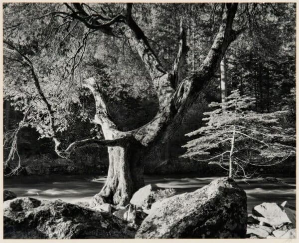 Photo by Ansel Adams