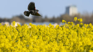 Brad Branan – Blackbird in Mustard