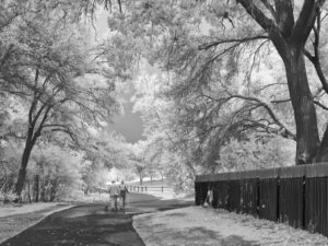 Steve Goldstein – A Walk In The Park