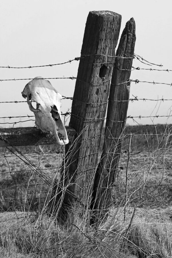 Terry Holter – Post and Skull, Yolo County
