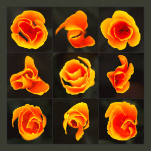 Arthur Jankowski – California Poppies, 2023