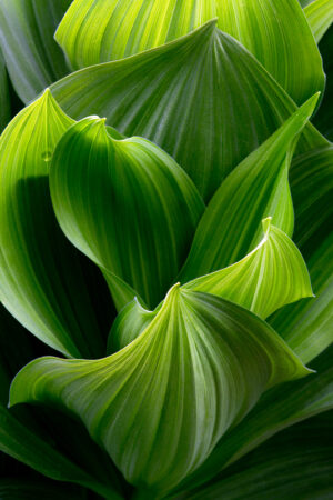 Tom Johnson – Backlit Corn Lily