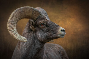 Jan Lightfoot – Desert Bighorn