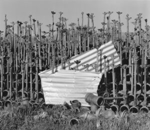 Jan Cordova Manzi – Bumper Crop