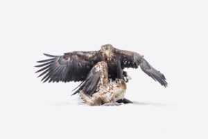 Michele McCormick – White-tailed Eagle Dispenses Discipline