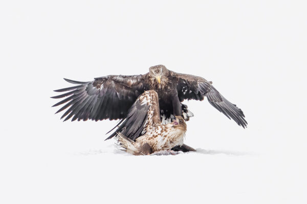 Michele McCormick – White-tailed Eagle Dispenses Discipline