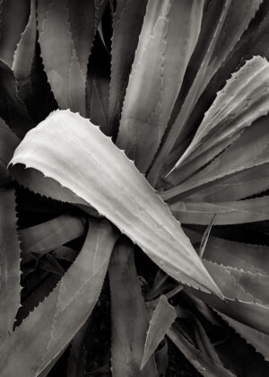 Steve Nieslony – Divergent Leaf