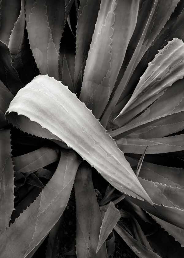 Steve Nieslony – Divergent Leaf