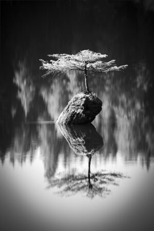 Victoria Ruderman – Lone Tree, Vancouver Island, B.C.