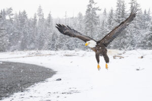 Kathleen Sewell – Winter Flight