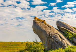 Steve Shames – Lion Rock