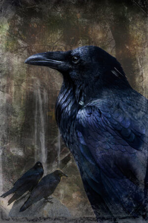 Mignon Stapleton – Yosemite Raven