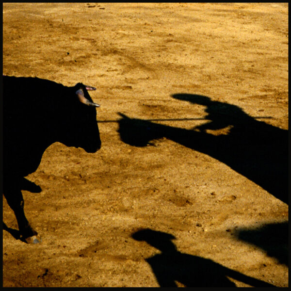 Gregory Stringfield – A Bull’s Dilemma
