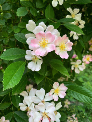Harriet Wilson – Rosy Morning