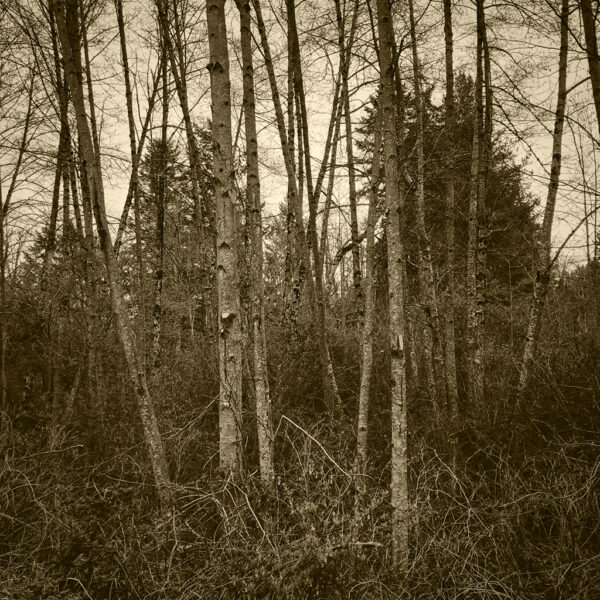 Highway 80 Meditative Landscape #1