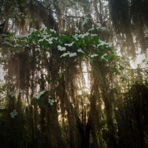 Spanish Moss at Sunset