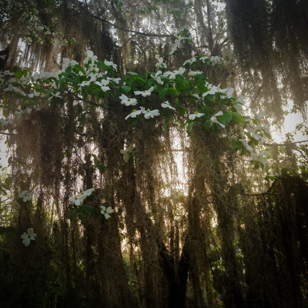 Spanish Moss at Sunset