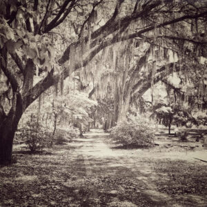 Old Live Oak Cemetery #2