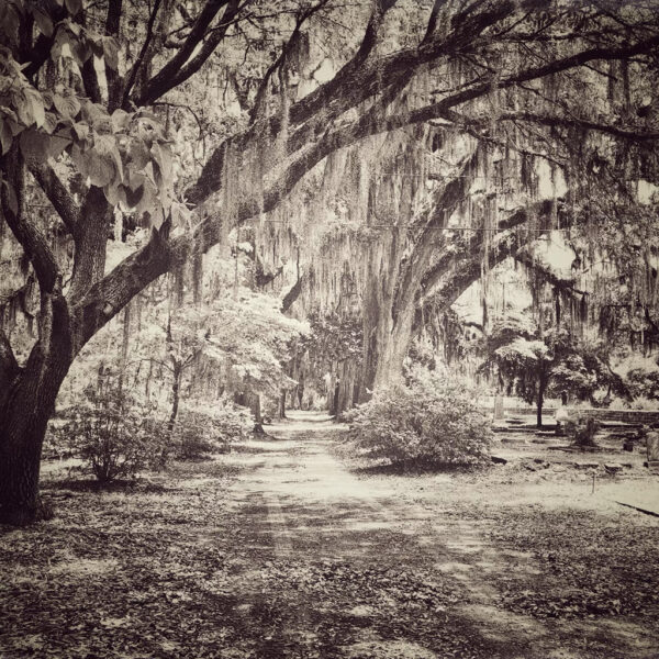 Old Live Oak Cemetery #2