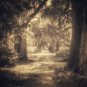 Old Live Oak Cemetery