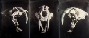 Dan Herrera , Saber Tooth Cat Skull