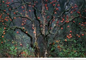 Larry Brenden , Persimmon