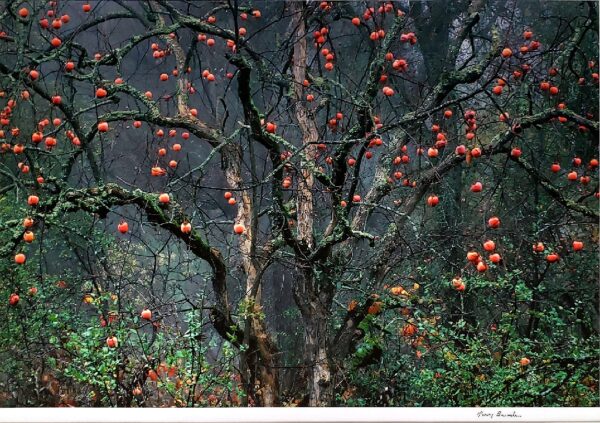 Larry Brenden , Persimmon