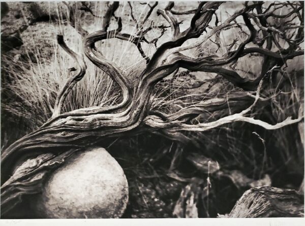 Michael E. Gordon , Manzanita Study