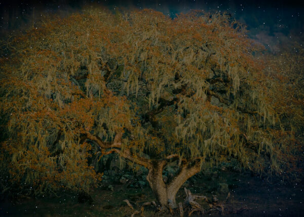 Jenny Abramson – Tree of Life