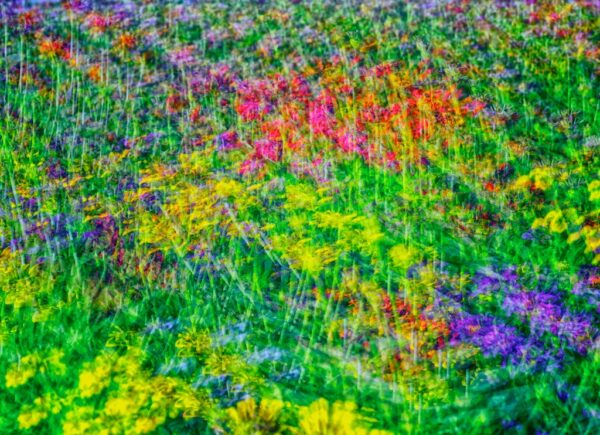 Alan Fishleder – Garden Colors