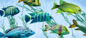Todd Paige – Studio Fish