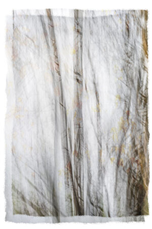 Dianne Poinski – Dream Trees I