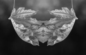 Rachel Rosenthal - Foliage Faeries Gaze
