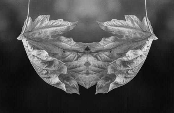 Rachel Rosenthal - Foliage Faeries Gaze