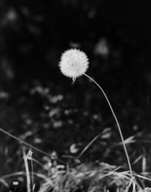 Tom Savage – Poof