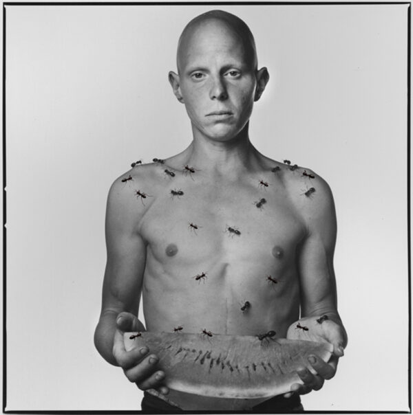Ants and Watermelon