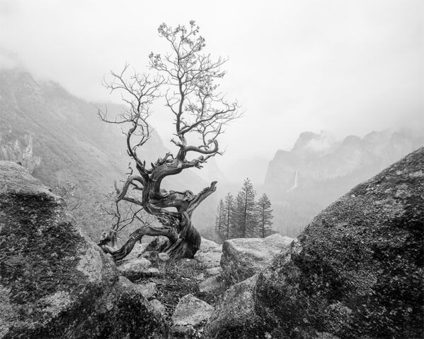 Manzanita Dreams