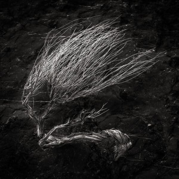 Banshee