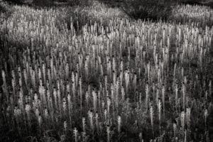Desert Candles