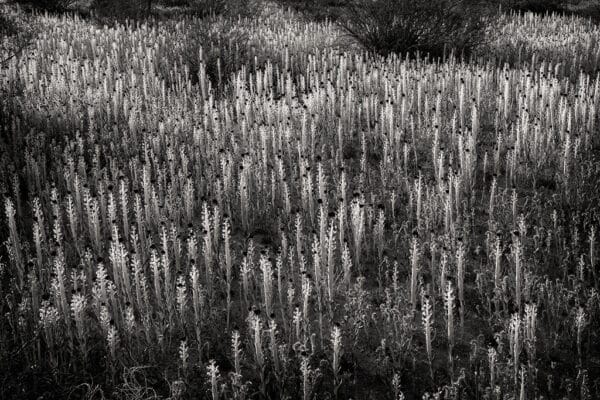 Desert Candles