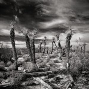 Joshua Trees, Indian Summer Sky