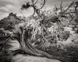 Juniper Study