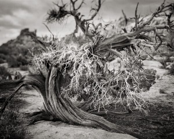 Juniper Study