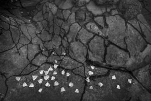 Arai Fish Pond