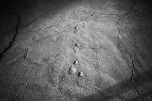 Child’s Footprints
